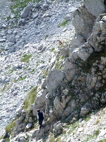 Camoscio d''Abruzzo Rupicapra pyrenaica ornata